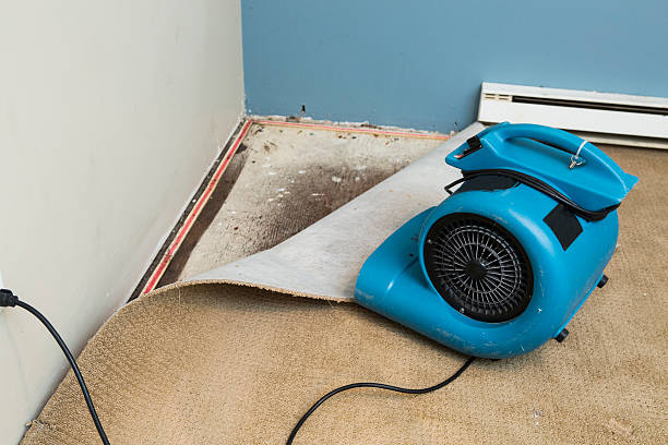 Best Professional water damage repair  in Morton, MS